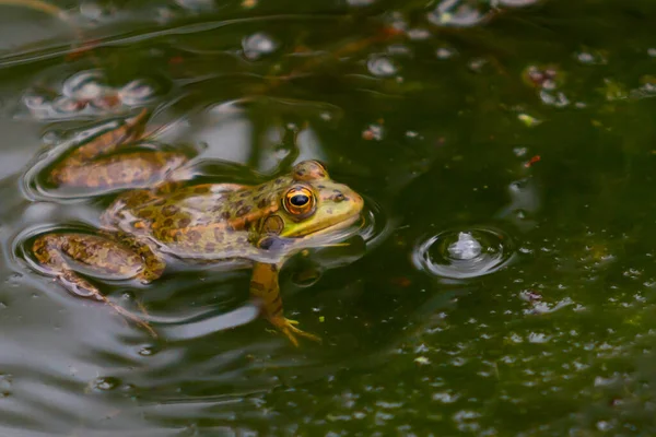 Green Skinned Frogs Dark Spots Stagnant Water Lagoon Aquatic Plants — Stock Fotó