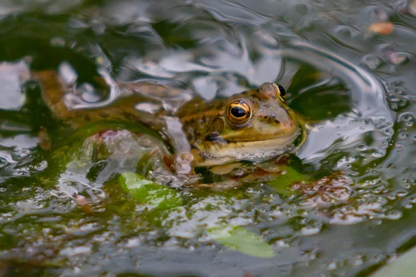 Green Skinned Frogs Dark Spots Stagnant Water Lagoon Aquatic Plants — Stock Photo, Image