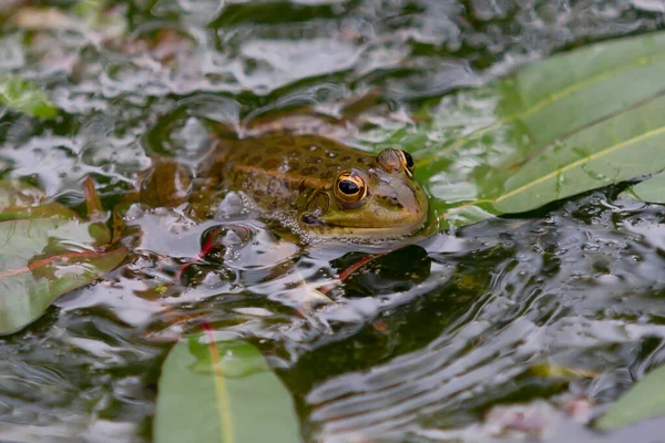 Green Skinned Frogs Dark Spots Stagnant Water Lagoon Aquatic Plants — ストック写真