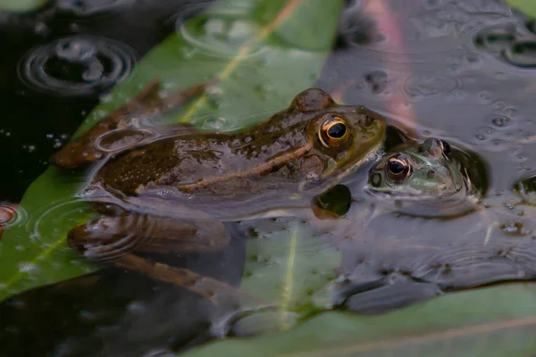 Green Skinned Frogs Dark Spots Stagnant Water Lagoon Aquatic Plants — Fotografia de Stock