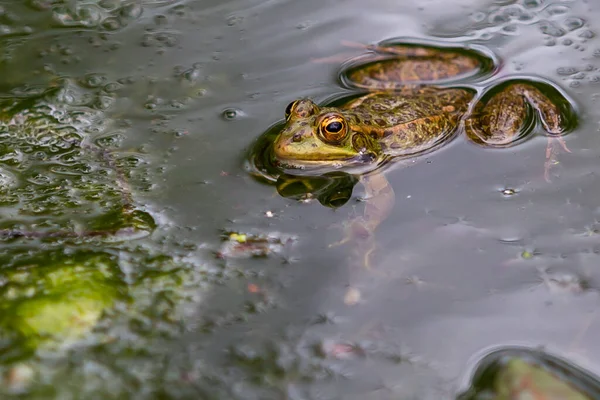 Green Skinned Frogs Dark Spots Stagnant Water Lagoon Aquatic Plants — Stock Fotó