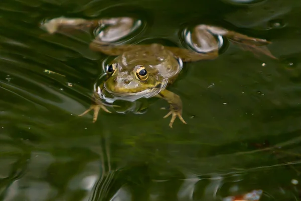 Green Skinned Frogs Dark Spots Stagnant Water Lagoon Aquatic Plants — Fotografia de Stock