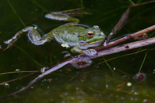 Žáby Zelenou Kůží Tmavými Skvrnami Stojaté Vodě Laguny Vodními Rostlinami — Stock fotografie