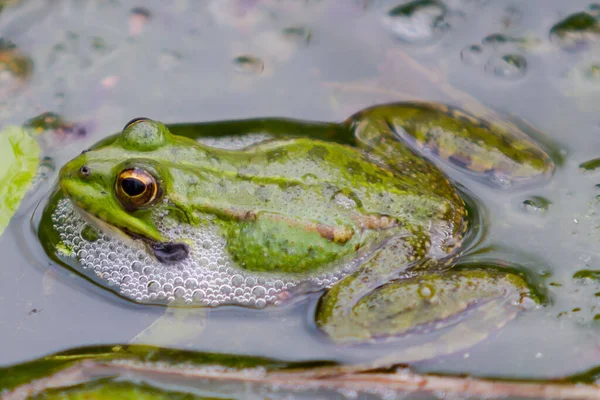 Green-skinned frogs with dark spots on the stagnant water of a lagoon with aquatic plants. small amphibians. Freshwater reptiles.