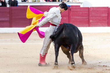 Madrid, İspanya... 30 Nisan 2022, San Martin de Valdeiglesias 'ta boğa güreşi. Pelerinli boğa güreşçisi. Boğa güreşi. Boğa güreşçisi boğa güreşine pelerin veriyor..