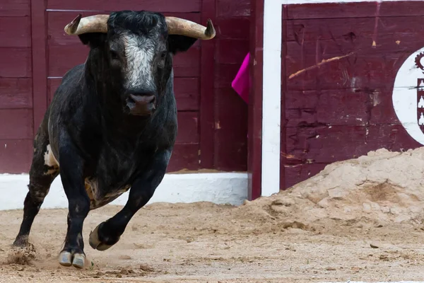 Madrid Spain Квітня 2022 Bullfighter San Martin Valdeiglesias Чорний Сірий — стокове фото