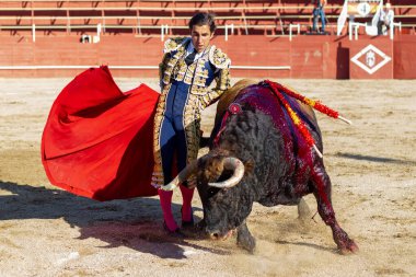 Madrid, İspanya... 30 Nisan 2022, San Martin de Valdeiglesias 'ta boğa güreşi. Koltuk değneği olan boğa güreşçisi. Boğa güreşi. Boğa güreşçisi ringde boğaya pas veriyor..