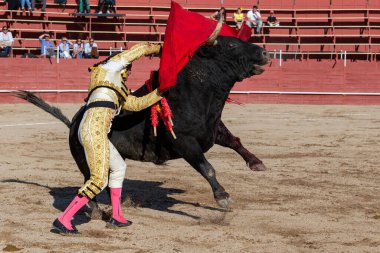 Madrid, İspanya... 30 Nisan 2022, San Martin de Valdeiglesias 'ta boğa güreşi. Koltuk değneği olan boğa güreşçisi. Boğa güreşi. Boğa güreşçisi ringde boğaya pas veriyor..
