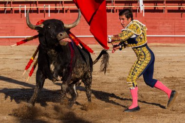 Madrid, İspanya... 30 Nisan 2022, San Martin de Valdeiglesias 'ta boğa güreşi. Koltuk değneği olan boğa güreşçisi. Boğa güreşi. Boğa güreşçisi ringde boğaya pas veriyor..