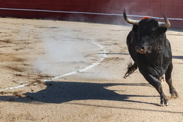 Madri Espanha Abril 2022 Bullfight San Martin Valdeiglesias Touro Luta — Fotografia de Stock