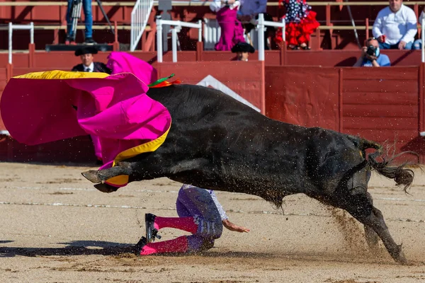 Madrid, İspanya... 30 Nisan 2022, San Martin de Valdeiglesias 'ta boğa güreşi. Pelerinli boğa güreşçisi. Boğa güreşi. Boğa güreşçisi boğa güreşine pelerin veriyor..