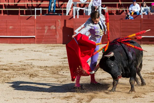 Madrid, İspanya... 30 Nisan 2022, San Martin de Valdeiglesias 'ta boğa güreşi. Koltuk değneği olan boğa güreşçisi. Boğa güreşi. Boğa güreşçisi ringde boğaya pas veriyor..