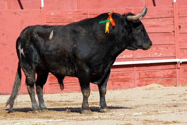Madrid Spain April 2022 Bullfight San Martin Valdeiglesias Wild Fighting — стоковое фото