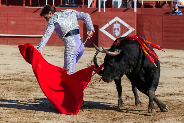Madrid, İspanya... 30 Nisan 2022, San Martin de Valdeiglesias 'ta boğa güreşi. Koltuk değneği olan boğa güreşçisi. Boğa güreşi. Boğa güreşçisi ringde boğaya pas veriyor..