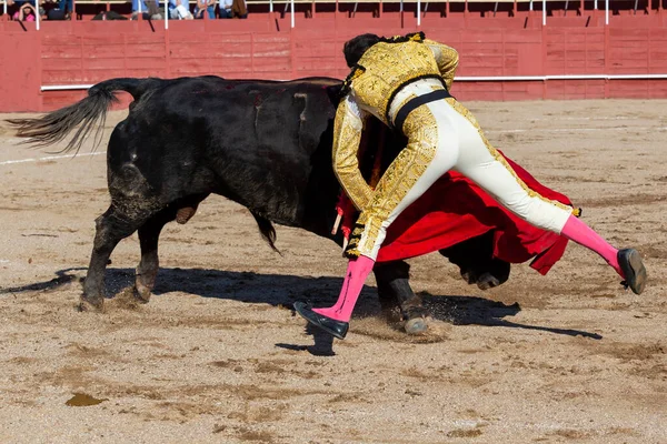 Madrid, İspanya... 30 Nisan 2022, San Martin de Valdeiglesias 'ta boğa güreşi. Koltuk değneği olan boğa güreşçisi. Boğa güreşi. Boğa güreşçisi ringde boğaya pas veriyor..