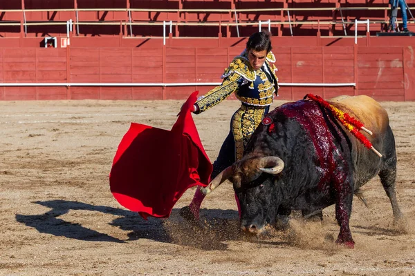 Madrid, İspanya... 30 Nisan 2022, San Martin de Valdeiglesias 'ta boğa güreşi. Koltuk değneği olan boğa güreşçisi. Boğa güreşi. Boğa güreşçisi ringde boğaya pas veriyor..