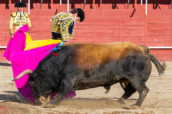 Madrid, İspanya... 30 Nisan 2022, San Martin de Valdeiglesias 'ta boğa güreşi. Pelerinli boğa güreşçisi. Boğa güreşi. Boğa güreşçisi boğa güreşine pelerin veriyor..