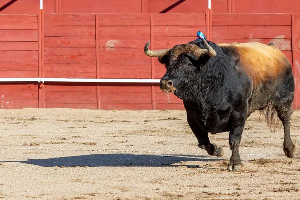 Madri Espanha Abril 2022 Bullfight San Martin Valdeiglesias Touro Luta — Fotografia de Stock