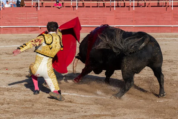 Madrid, İspanya... 30 Nisan 2022, San Martin de Valdeiglesias 'ta boğa güreşi. Koltuk değneği olan boğa güreşçisi. Boğa güreşi. Boğa güreşçisi ringde boğaya pas veriyor..