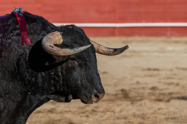 Madrid Spain April 2022 Bullfight San Martin Valdeiglesias Wild Fighting — стоковое фото