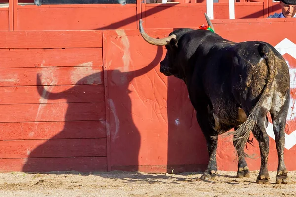 Madrid Spain April 2022 Bullfight San Martin Valdeiglesias Wild Fighting — Stockfoto
