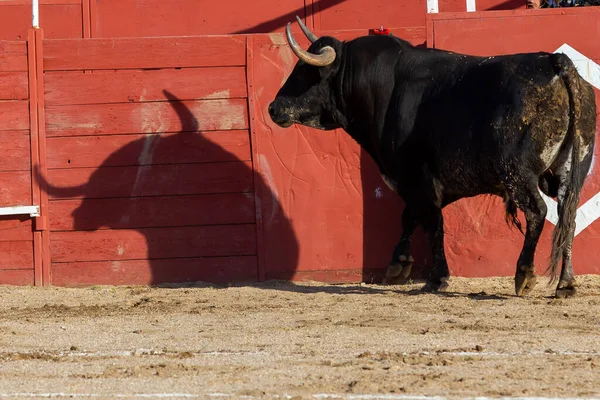 Madrid Spain April 2022 Bullfight San Martin Valdeiglesias Wild Fighting — Stock Photo, Image