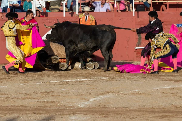 2022年4月30日 西班牙马德里 在圣马丁德瓦尔代格利亚斯的斗牛 斗篷斗牛士斗牛斗牛士在斗牛场上把卡波特传给公牛 — 图库照片