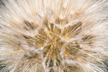 Karahindibanın Macro fotoğrafı. Narin çiçekler. Bahar Çiçeği