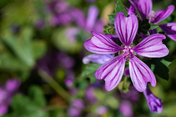 Macro Photo Flower Purple Petals Spring Flowers — Stockfoto
