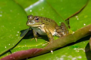 Green-skinned frog resting in the sun on a water lily leaf in a pond. clipart
