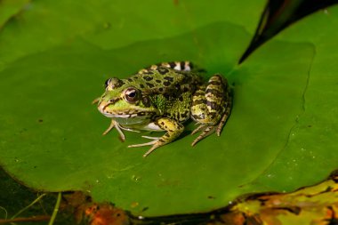 Green-skinned frog resting in the sun on a water lily leaf in a pond. clipart