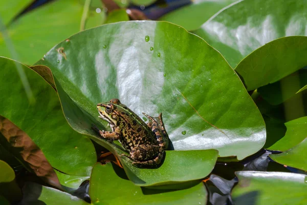 Green-skinned frog resting in the sun on a water lily leaf in a pond.