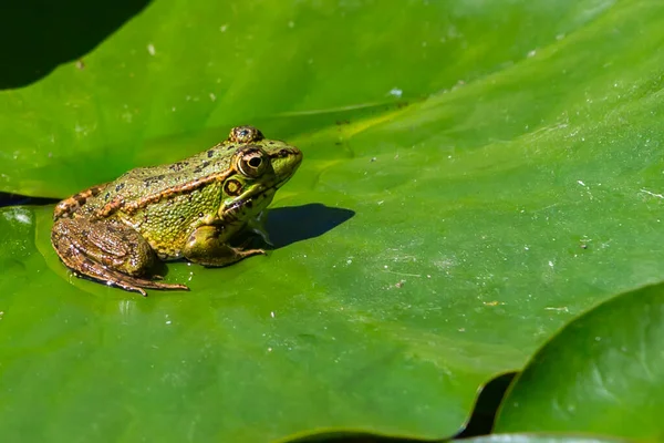 Green Skinned Frog Resting Sun Water Lily Leaf Pond — Stok fotoğraf