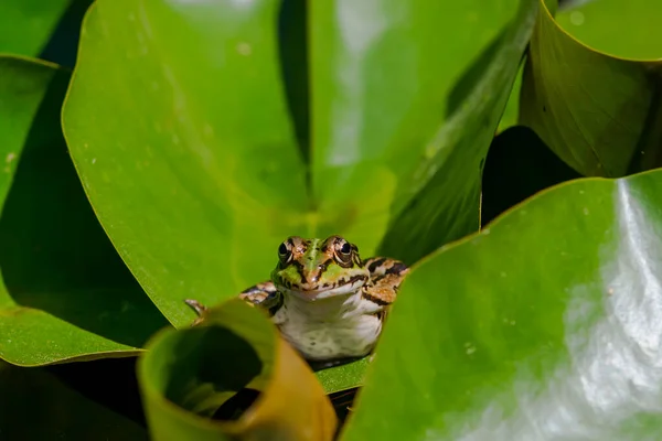 Green Skinned Frog Resting Sun Water Lily Leaf Pond — ストック写真