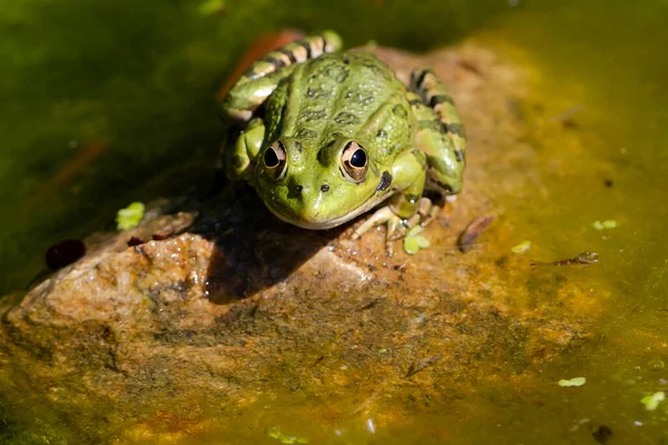 Green Skinned Frog Resting Sun Water Lily Leaf Pond — Stok fotoğraf