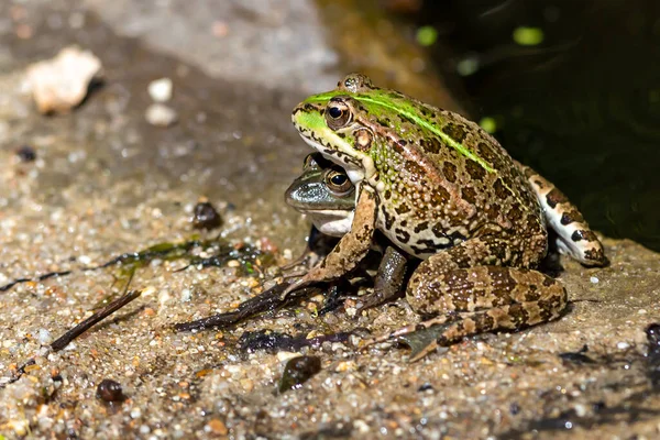 Yeşil Derili Kurbağa Göldeki Bir Nilüfer Yaprağının Üzerinde Dinleniyor — Stok fotoğraf