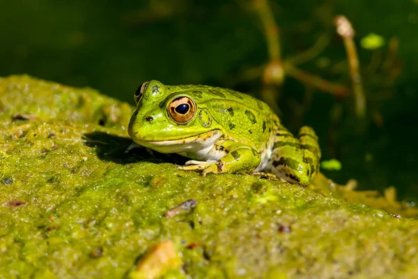Green Skinned Frog Resting Sun Water Lily Leaf Pond — Fotografia de Stock