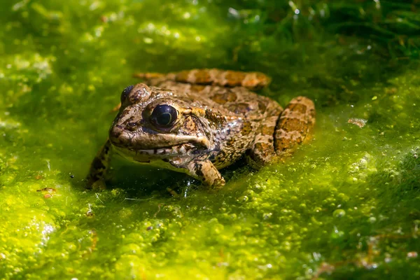 Green Skinned Frog Resting Sun Water Lily Leaf Pond — Fotografia de Stock