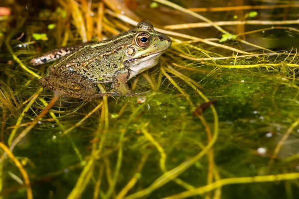 池の睡蓮の葉の上に太陽の下で休んでいる緑の皮のカエル — ストック写真