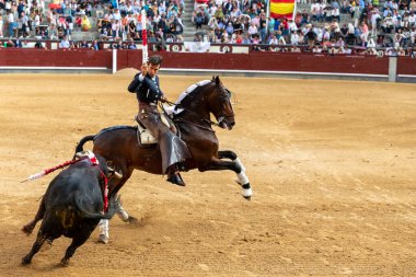 Madrid, Spain- May 14, 2022: Bullfight with the bullfighter on horseback in the Las Ventas bullring. Rejoneo bullfights.