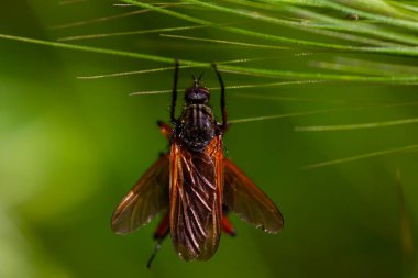 Macro photo of an insect. Insect perched on an ear of wheat. Winged insects.