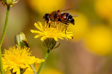 Bir çiçekten polen toplayan böceğin makro fotoğrafı. Bir çiçeğe tünemiş böcek
