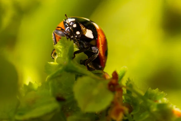 Macro Photo Red Black Ladybug Perched Tree Branch Insects Spring — Stockfoto