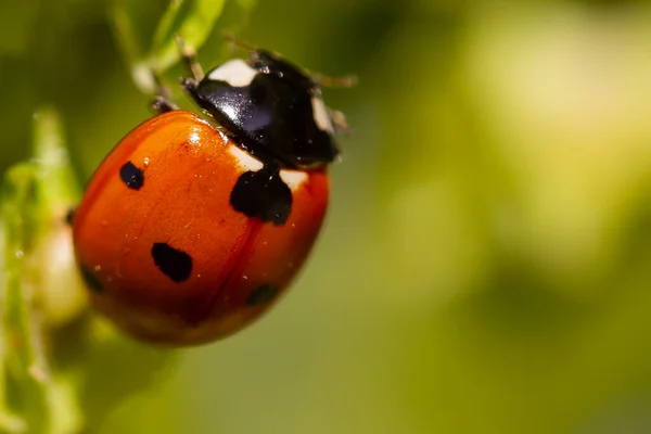 Macro Photo Red Black Ladybug Perched Tree Branch Insects Spring — Foto de Stock