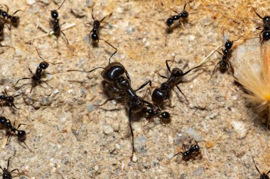 Yiyecek taşıyan siyah karıncaların makro fotoğrafı. Siyah karınca sürüsü.