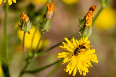 Bir çiçekten polen toplayan böceğin makro fotoğrafı. Bir çiçeğe tünemiş böcek