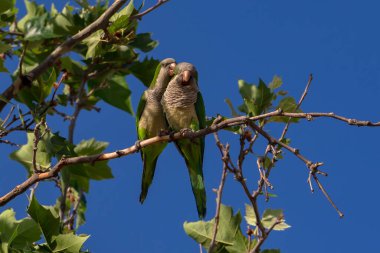 Papağanlar ağaç dalına tünemiş. Yeşil ve beyaz tüylü şehir kuşları.