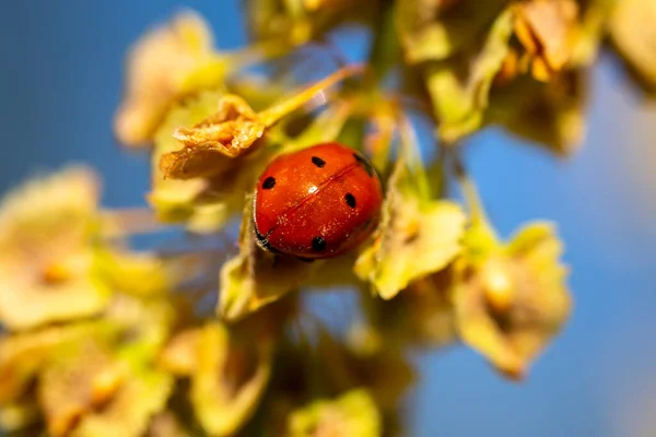 Macro Photo Red Black Ladybug Perched Tree Branch Insects Spring — Foto de Stock