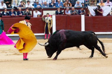 Madrid, İspanya - 2 Haziran 2022 Madrid 'deki Las Ventas boğa güreşi sırasında capote ile Juan Leal. Koltuk değneği olan boğa güreşçisi..