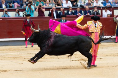 Madrid, İspanya - 2 Haziran 2022 Madrid 'deki Las Ventas boğa güreşi sırasında capote ile Juan Leal. Koltuk değneği olan boğa güreşçisi..